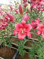 [4159 Carbonero Mak No01.JPG]